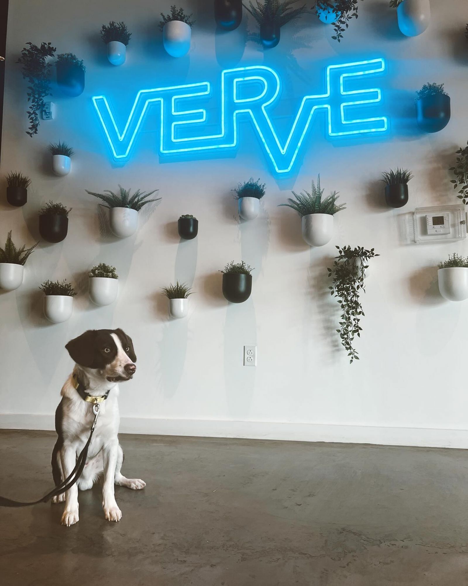 VERVE St. Louis photo of a dog sitting in front of a sign